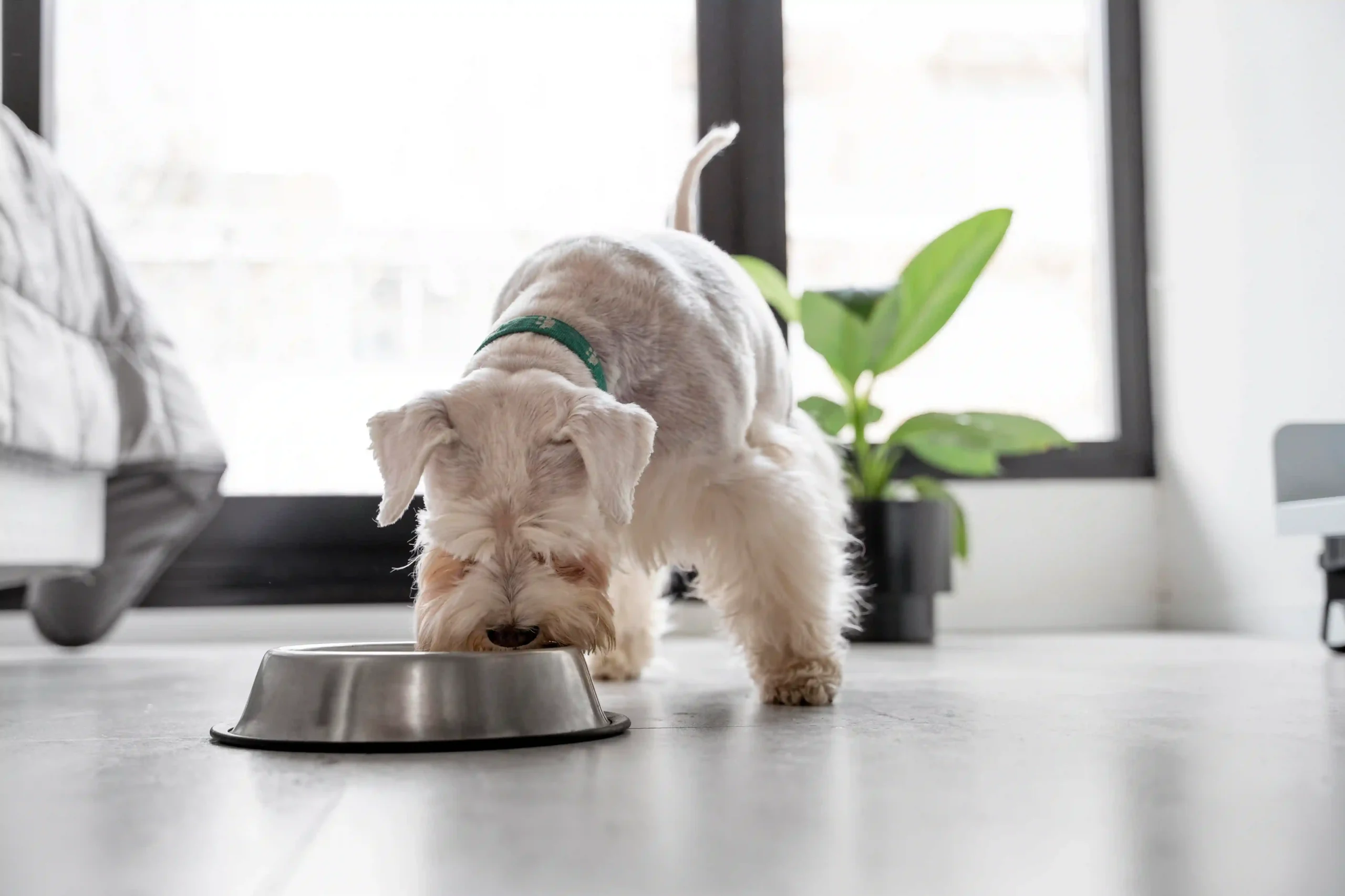importance of gut health in dogs