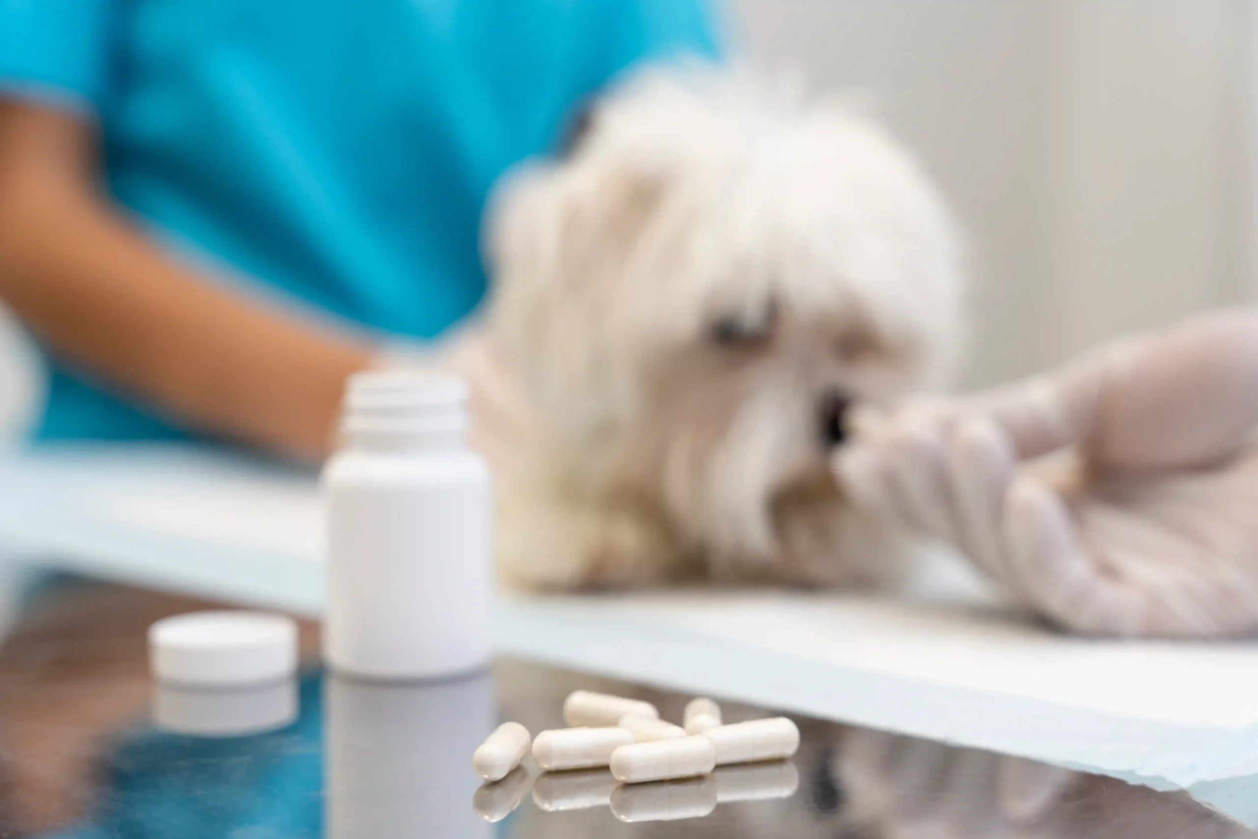 importance of gut health in dogs_